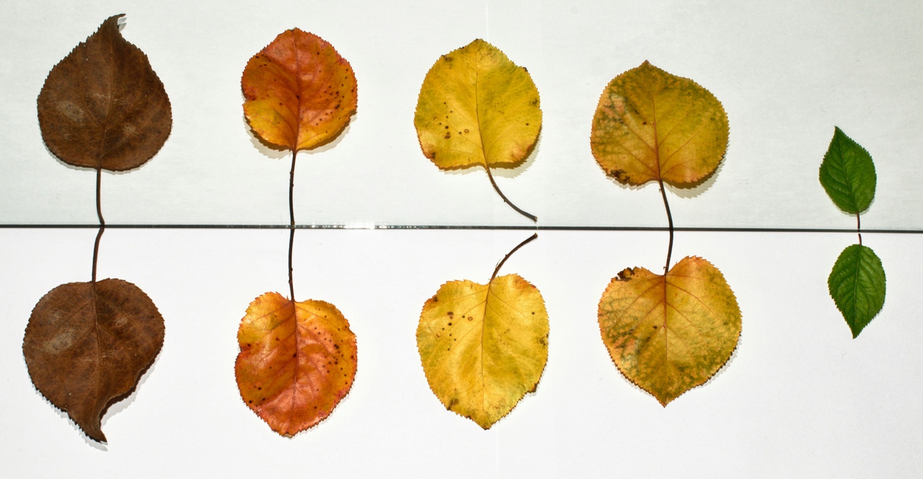 Autumn leaves in various stages of decay